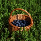 Rund kurv Frø | flettet av pil | ø16cm  thumbnail