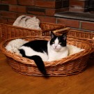 Dyreseng Troll M | flettet av pil | 67x50x17cm thumbnail