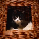 Dobbel kurvhule Vette | 48x48x45cm  thumbnail