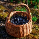 Rund kurv Frø | flettet av pil | ø16cm  thumbnail